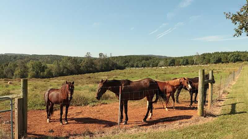 horses at Foothills at Red Oak Recovery