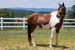 Foothills Horse Images 10