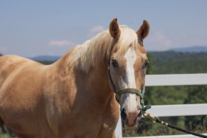 Foothills Horse Images 5