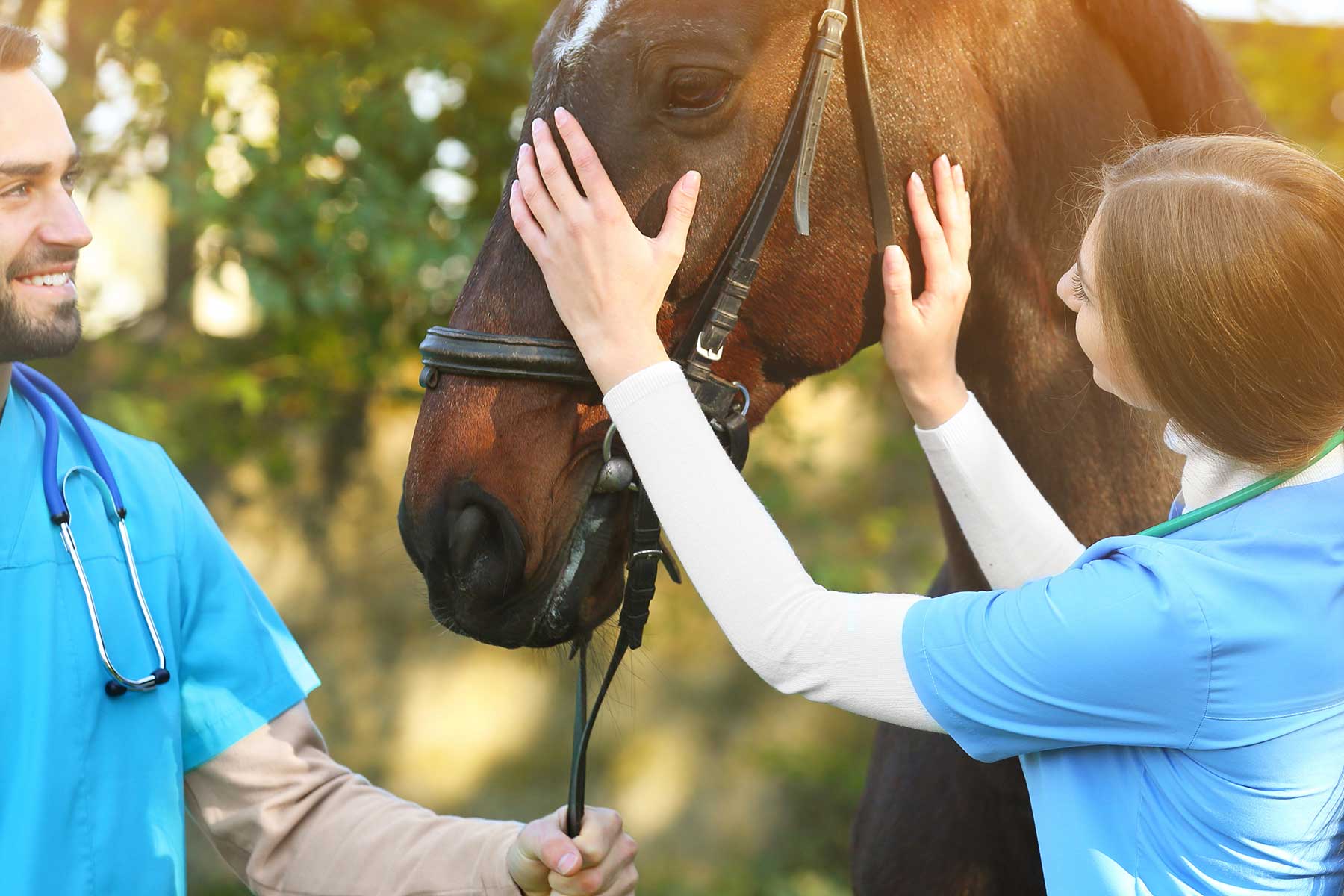 How Does Equine Therapy Work? Equine Therapy NC